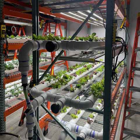 Hydroponic greenhouse growing fresh vegetables for the meal program